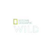 National Geographic Wild-logo voor wilde dieren en natuurprogramma's via Nederlandse IPTV.